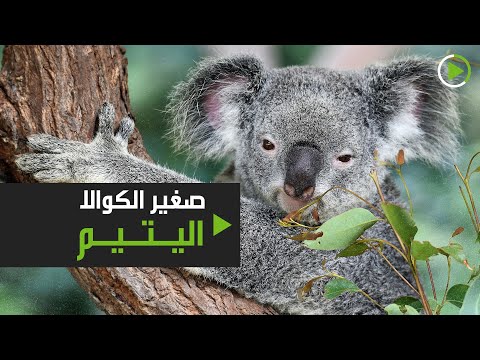 شاهد صغير الكوالا اليتيم يعيش وحيدًا في كاليفورنيا بسبب كورونا