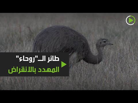 إطلاق سراح 14 من الطيور المهددة بالانقراض